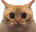 :Chatlimitemiroir: