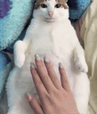 :Chat_monstre: