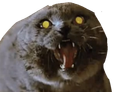 :Chat_vnr: