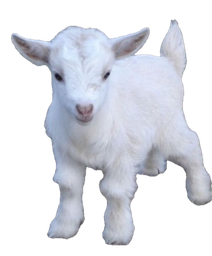 :Agneau1:
