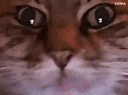 :ChatZoomFou: