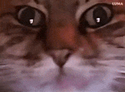 :ChatZoomFou: