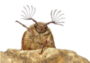 :Scarabee: