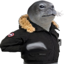 :phoque_manteau: