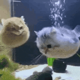 :Chat_poisson_rond: