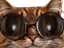 :chat_zinzin_lunettes2: