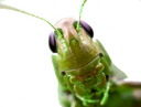 :insecte_vert: