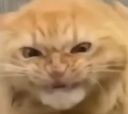 :chat_crispe: