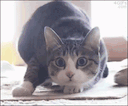 :chatmeugnon: