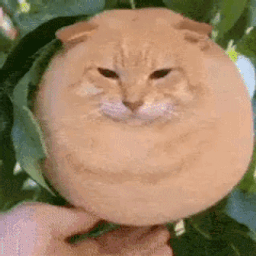 :Chat_fruit: