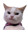 :Chat_Keke: