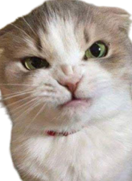 :Chat_fache_3: