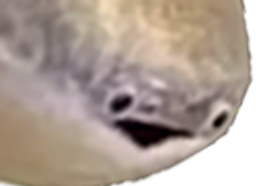 :poissonsurpris: