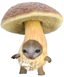 :Chapignon: