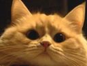 :Chat_zoom_orange: