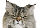 :Chat_fache_6: