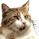 :Dingue: