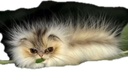 :Chanille: