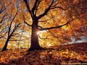 :Automn: