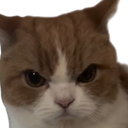 :Chat_fache_5: