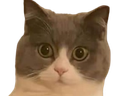 :Chahuri: