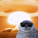 :phoquegif: