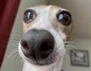 :ChienChelou:
