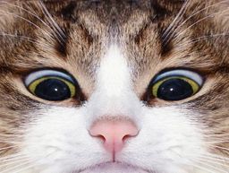 :Chat_louche: