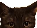 :chat_mefiant: