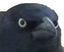 :Corbeau: