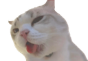 :chatcum: