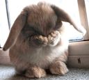 :Lapin_mignon: