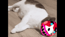 :Chat_debout_: