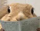 :Lapin_lit: