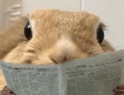 :Lapin_lit: