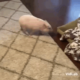 :pig_spin: