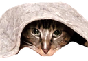 :chattapis:
