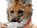 :Tonycafe: