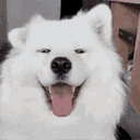 :Chien_Troll: