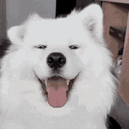 :Chien_Troll: