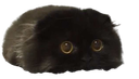 :Chatonmignon: