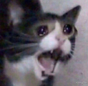 :chayamero: