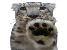 :Panthere: