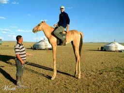 :cheval_bizarre_3: