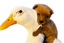 :canard_chiot: