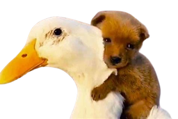 :canard_chiot: