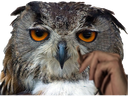 :hibou_depressif_: