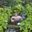 Photo de profil de dorsoConsequent