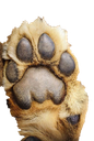 :Pattelion2: