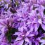 Photo de profil de Azalea-Japonica